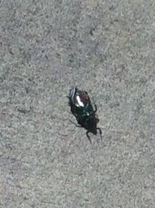 PearcyCharlie's tweet photo. Dead Cockroach By Burger King Kitchen Door in Drive Thru.Directly Under An A Rating Sign,Oceanside CA #BugerKing #HLN http://t.co/8A3CtrfjFP