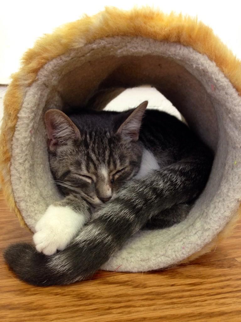 Cat's Cradle on Twitter "CatsCradleVA Wayne takes a nap and dreams of
