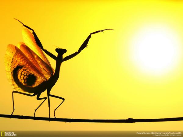 NatGeo's tweet photo. A Mediterranean Mantis opens its wings at sunrise: http://t.co/Tw0L6iZH60 http://t.co/TODwiqojnh