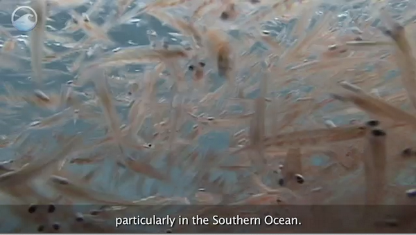 NOAAOceanToday's tweet photo. Krill play an important role in the aquatic food chain. Watch our video to learn more: http://t.co/vJIwSYWun6 http://t.co/sIbTsjAVsp