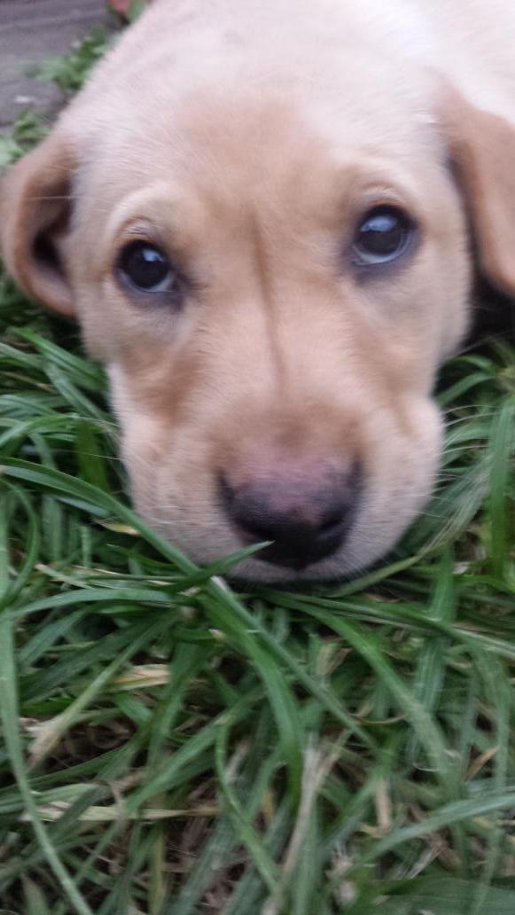 Just two left.. 1 bitch 1 dog.. help me find good homes for them. Pedigree kc yellow lab pups. #northantshour