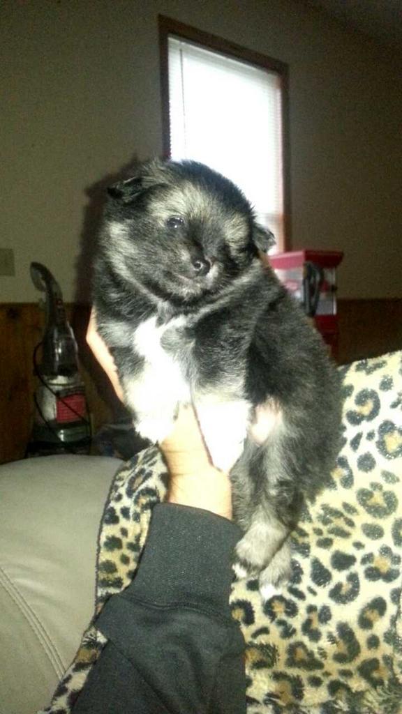 TravisWills18's tweet photo. @Brook_Jochum #fluffer #studlydog http://t.co/Ur9sP95924
