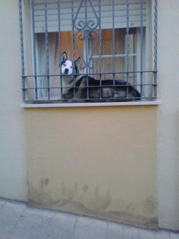 MariaFrdz's tweet photo. De esto que voy subiendo la cuesta para ir a las clases y me encuentro a @adrian_MT13 😂 😂 😂 http://t.co/GXwkfXkuKN