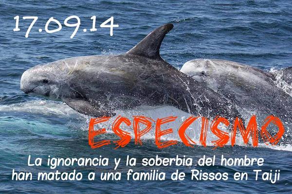 CetaceanMexico's tweet photo. @cnni please send your camaras to TAIJI, JAPAN!  #tweet4taiji  #Japan  #Dolphinslaughter http://t.co/MAMxSnOnpn