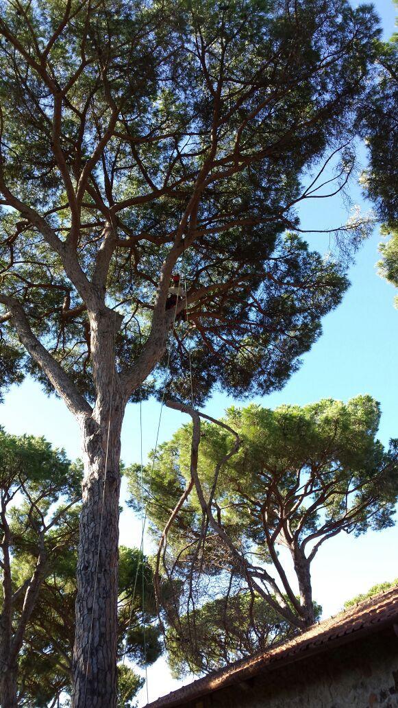 TreeClimbingVT's tweet image. Pronto intervento per la rimozione di un ramo secco  di Pino domestico.