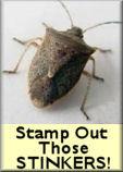 Pest__Solutions's tweet image. Get those Stinkers!  Call today to prevent those smelly stinkbugs from invading your home. Richmond: 804-550-9005