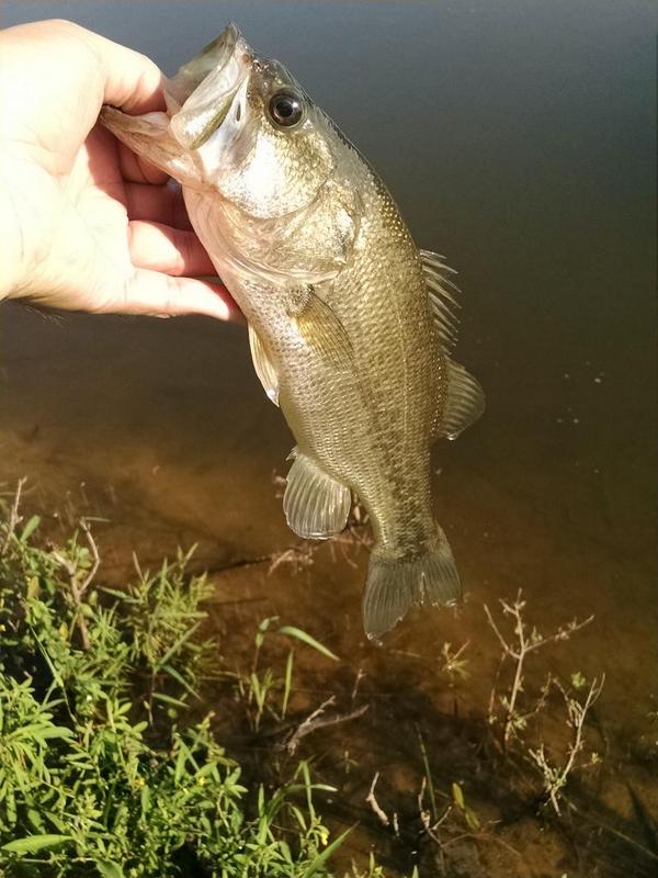 a2parke's tweet photo. Three small bass from this morning. http://t.co/YTgG14C2st