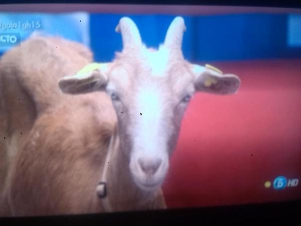 josertomasro's tweet photo. Que no os sorprenda que una cabra sea concursante de #gala1gh15. En 15 ediciones han entrado toda clase de especies http://t.co/8WXfqMYkRC