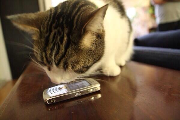 Number10cat's tweet image. Dave, there's a woman called Elizabeth Windsor on the phone.
She sounds angry.
#indyref