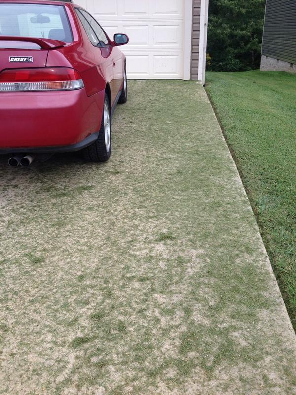 squeaks_weeks's tweet photo. Today our yard was mowed, and the guy decided to turn our driveway into an extension of the yard. #yaycreativity π http://t.co/mwPRnOCZER
