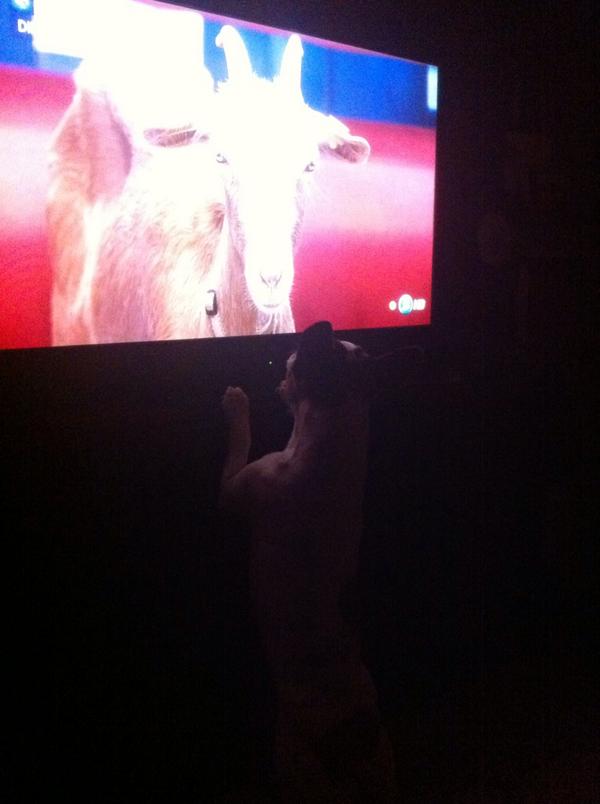 RikkuPatito's tweet photo. Mi perrina quiere ser compañera de la rubia 😂 #GH15 http://t.co/gOWUOAhXhM