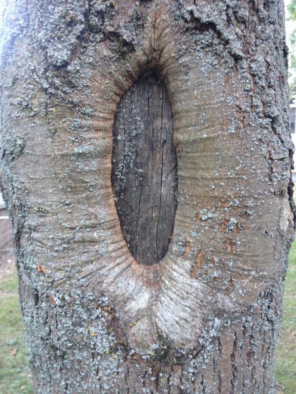 leeruss1's tweet photo. @ENTERexperience I found the ENTER tree http://t.co/L8xOzt2byC