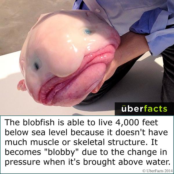 UberFacts's tweet photo. This is a blobfish... http://t.co/tMperW0IT0