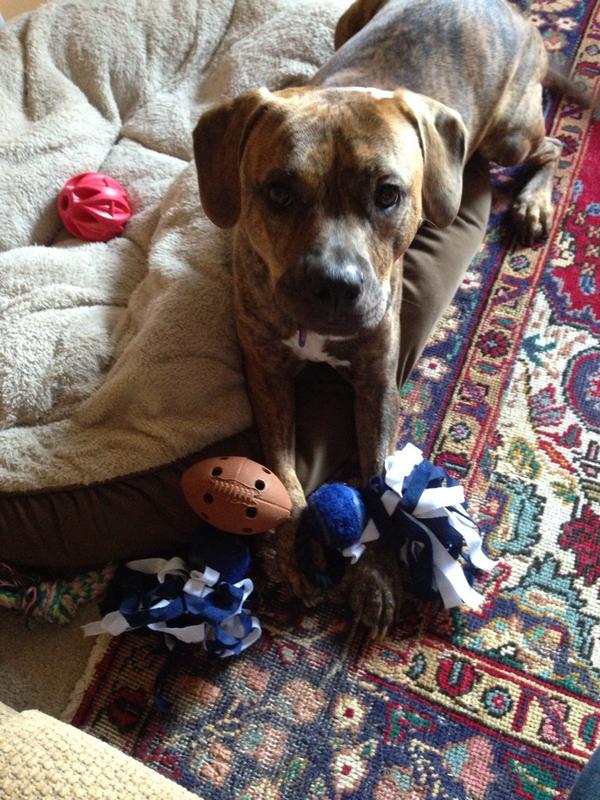 ebelmor's tweet image. Loving her football themed #barkbox