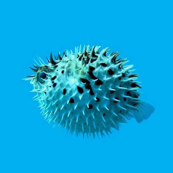 Beach_Rays's tweet photo. Check out the most beautiful fish in the world! #ocean #BEACHRAYS http://t.co/PVEES6rZKy http://t.co/bA3sEavTYz