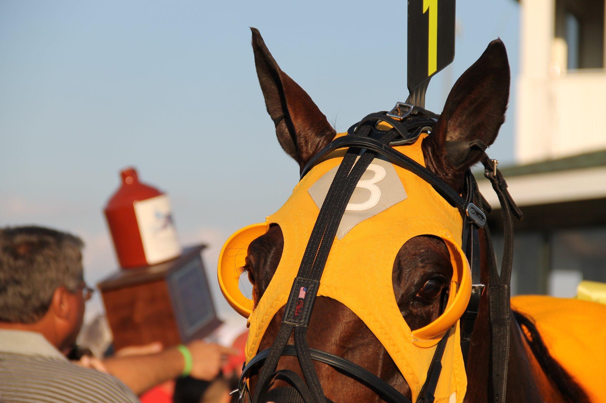 DRF Harness on Twitter "Limelight Beach Jug14 winner. Look into his
