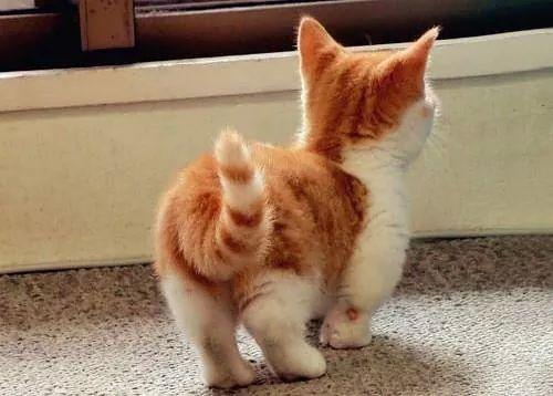 babykitten's tweet photo. Aww tenderness #LoveKittens :) http://t.co/PXDsRjftN5