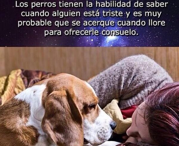sabiastuque_'s tweet photo. ¿Sabias que los perros tienen la habilidad para saber cuando alguien esta triste? http://t.co/znSDDfboG0
