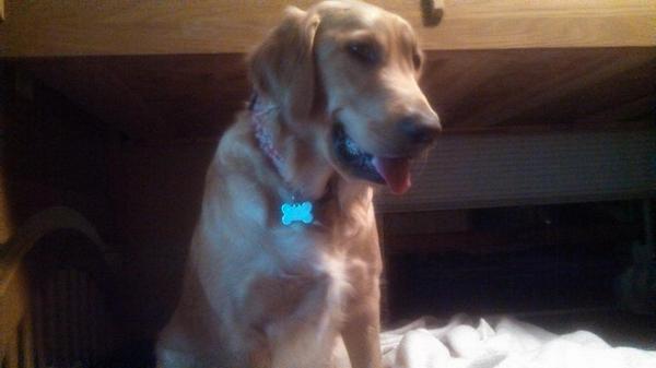 COGalura's tweet photo. "Get off the computer and let's play!" http://t.co/EDMQlUZvgi