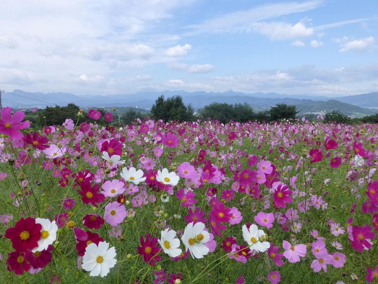 高崎市 鼻高展望花の丘コスモス祭り開催中 早咲きのコスモスが満開です ぜひお出かけください Http T Co Nogwk7tx3h 観光課 Http T Co Owu0pauuhm Twitter