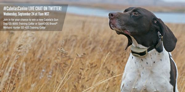 Cabelas's tweet photo. Join pro staff @sportingdogtv, @ScottHaugen &amp; @TDHAUGEN next Wednesday for #CabelasCanine live chat! http://t.co/sNGytapzmQ