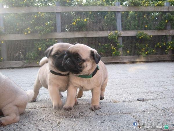 BellosAnimales's tweet photo. Puro amor 😘 http://t.co/xY9iI78Pzx