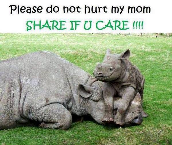 An ongoing sad state of affairs in South Africa #rhino #poaching share if you care <a href="/savetherhino/">Save the Rhino International</a>