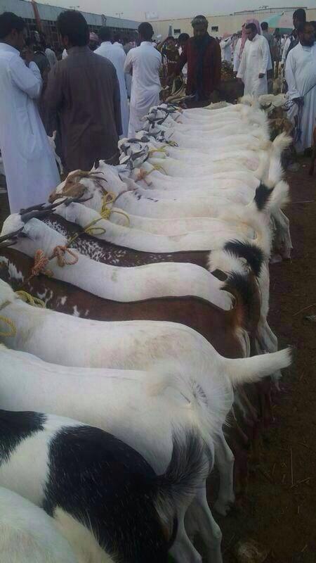 rame67097's tweet image. 