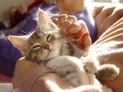 DXListing's tweet image. I was so jealous of a cat being soothed, until I find this…
==&amp;gt; dxurl.com/R4sH