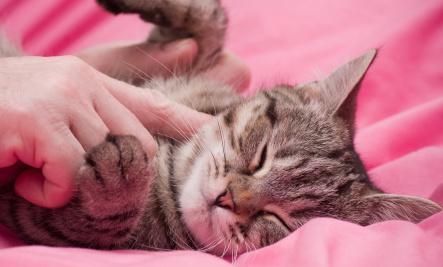 DXListing's tweet image. I was so jealous of a cat being soothed, until I find this…
==&amp;gt; dxurl.com/R4sH