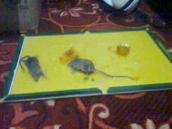 djmulinde's tweet photo. haha luv dis book....#emesse zizo sizoma @iamcastelli @Nickle_las http://t.co/EiGTyjGIPW