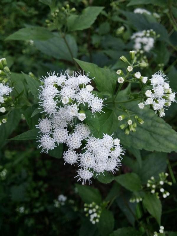 hyun177's tweet image. "@jongyoujen: "@hyun177: 남한산성 북문에서 법화골로 하산길... http://t.co/HhBPXUrfL7"" 남한산성이 세계유산 선정되어서인지 오늘 MBC와 디스커버리에서 촬영나오구... 나도 나왔는지 몰라 ^^