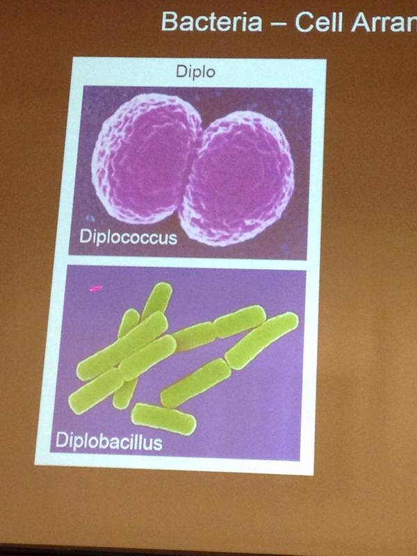 emilygracev's tweet photo. you're in my biology lecture @diplo #randomcellarrangement #werandom http://t.co/THYLrnLB4d