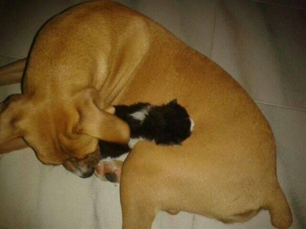LASAnimal's tweet photo. https://t.co/oN8RhKwPFX #AMBAR EN ADOPCIÓN!! Sola, su"peque" #FELIX va a ser adoptado, MIRÁD SU INSTINTO MATERNAL!! http://t.co/mvedOJOqXx