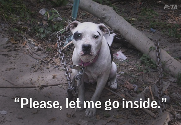 peta's tweet photo. DOGS NEED LOVE❤
 
They should not be CHAINED OUTSIDE &amp; ALONE!

How to help: http://t.co/jIlfPi4Hdt #BanChaining http://t.co/jNhbGYUsQP