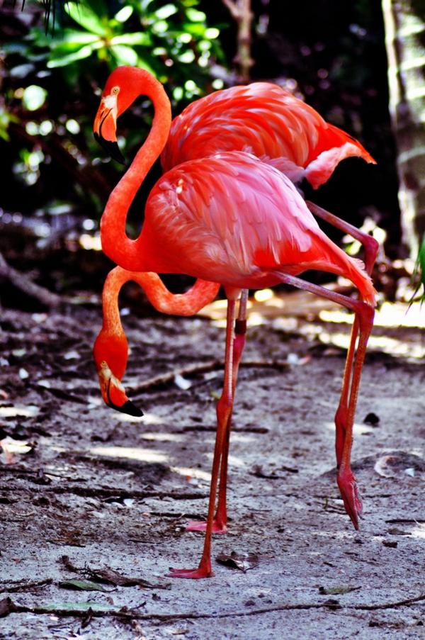 PalmBeachZoo's tweet image. Because two heads are better than one... #FunFridayFoto #FlamingoFun