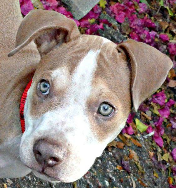 shaffer bull terrier