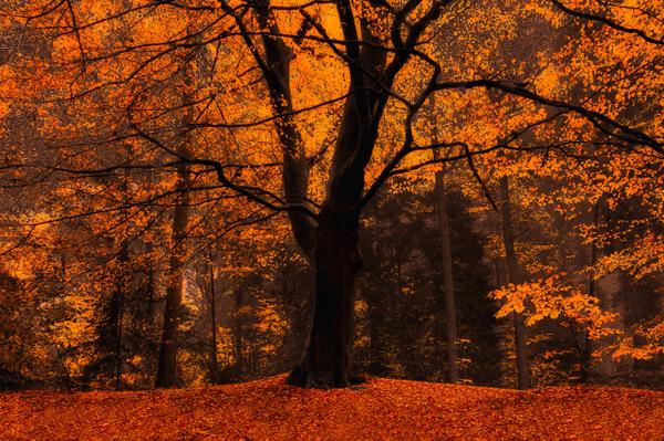 De herfst is extreem vroeg dit jaar! #Herfst #Weer

Lees hier hoe dit komt: weerportal.nl/?p=1462