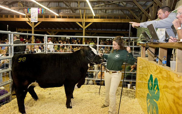 frednewspost's tweet photo. Wastler's 1,328-pound cross-bred steer, Mickey, netted $9,628 @GrFrederickFair #gff2014 

http://t.co/bGdaRxLTuU http://t.co/kzcnLVPILV