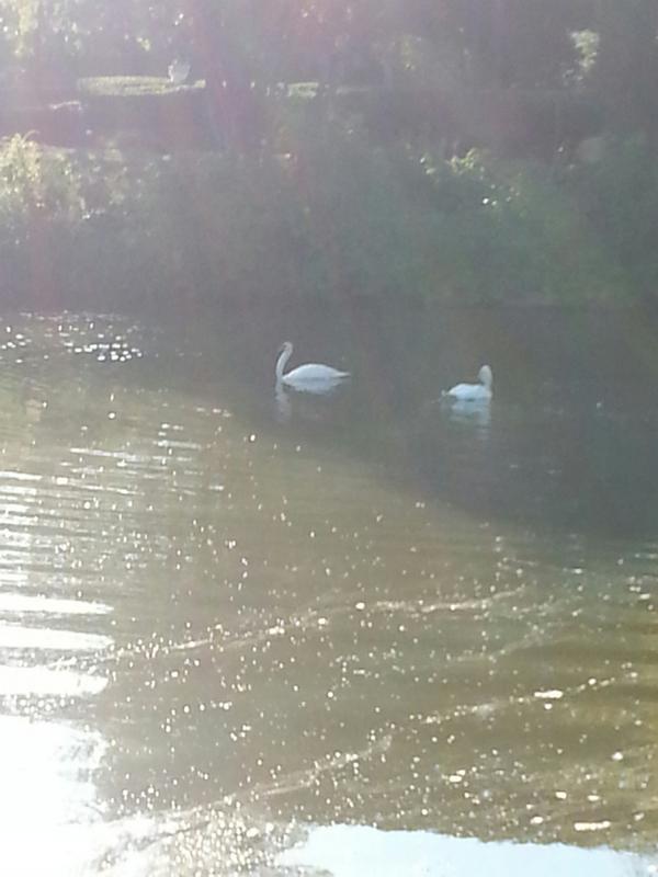 AnnPeacherose4's tweet image. @SamChampion #solarglare#sunshine  #comfortable #eunice&amp;amp;cornelius 45º stoneham/woburn mass line sory sun is in pic