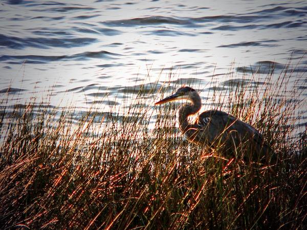 I #pray the full favor
of our caring #Creator,
Will be forever yours;
Yes, for today and for later.
#considerthebirds