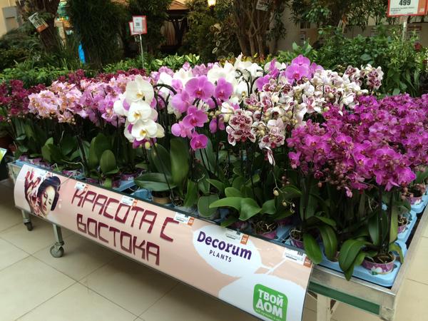 Nice presentation created by JVV Potplants &amp; Decorum with their customer: perfect presentation to Russian consumers: