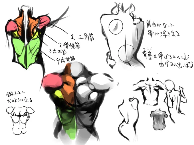 背中のお勉強 