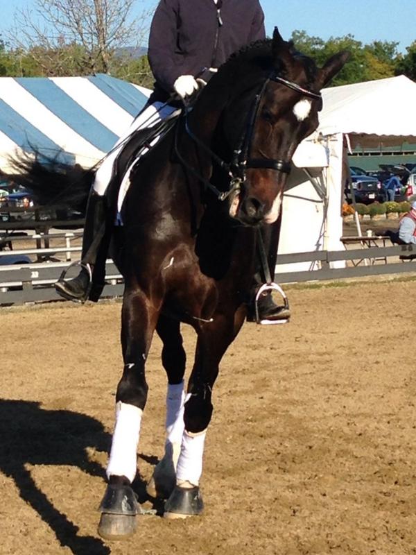 scolet24's tweet photo. My sister @EllieColetti warming up this morning #NEDAfall #dressage #sopretty http://t.co/IZHnoLIC86