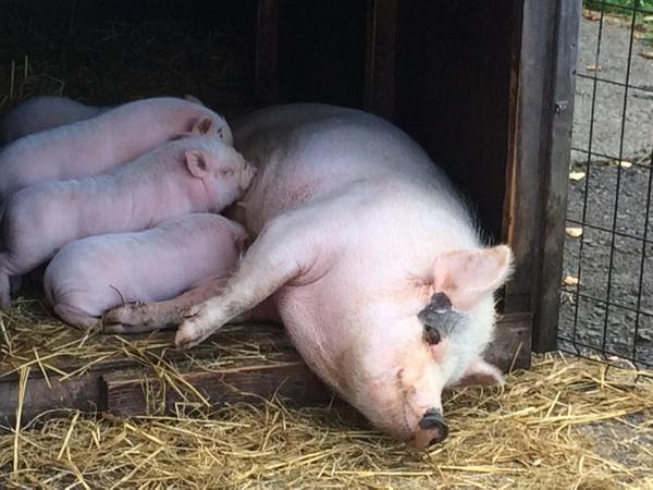 Sabu0313 在 Twitter 上 蓼科牧場のブタの親子が めちゃくちゃ可愛い Http T Co Gjjk6f3wwk Twitter Sabu0313 在 Twitter 上 蓼科牧場のブタの親子が めちゃくちゃ可愛い Http T Co Gjjk6f3wwk Twitter