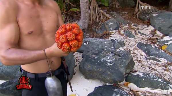 KohLantaTF1's tweet image. #KohLanta 
Et voici le fruit #Pandanus ! 
Vous auriez eu le courage de gouter ?