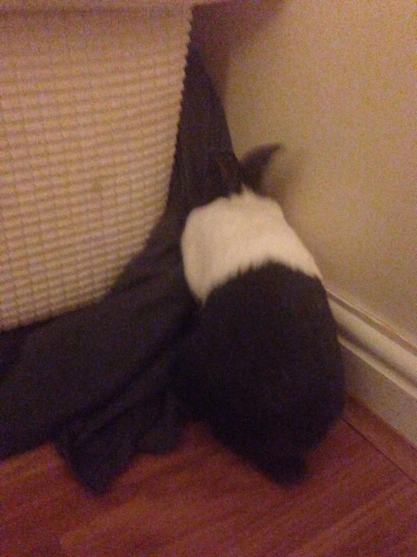 Anakin_ObiWan's tweet image. Digging at mums napping blankie #digdigdig I WANTS TO GO BEHIND SOFA MUM!!! #mischief Ox