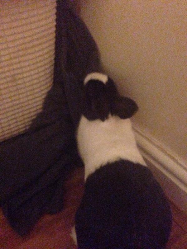 Anakin_ObiWan's tweet image. Digging at mums napping blankie #digdigdig I WANTS TO GO BEHIND SOFA MUM!!! #mischief Ox