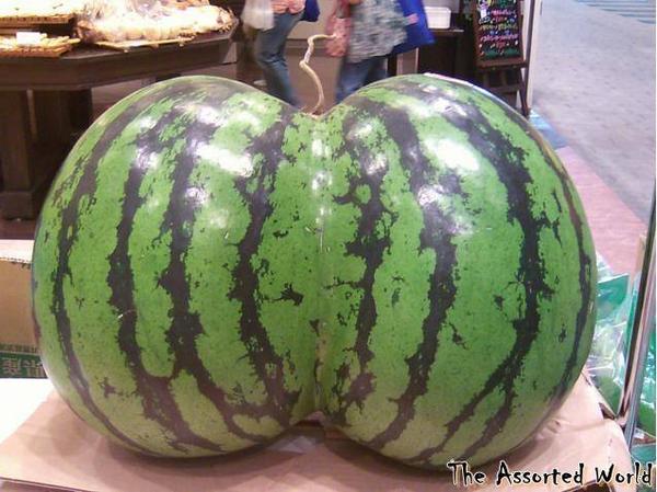 AssortedWorld's tweet photo. Accidentally grown in Japan, it formed when two watermelons grew too close together and fused.
This is not a MYTH. http://t.co/HnP5O1cAvm