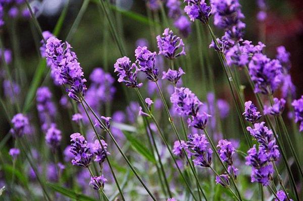EsserRD's tweet photo. La lavanda ayuda a hidratar y nutrir la piel. Su aceite es utilizado en la elaboración de nuestros productos. http://t.co/j7ykbXKF4u